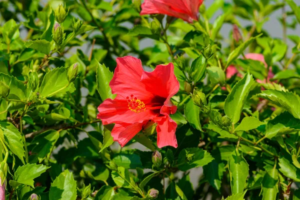 China Rose bloem — Stockfoto