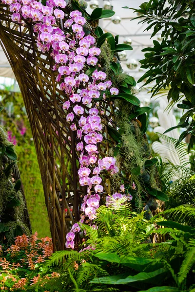 Vit orkidé blommor på träd — Stockfoto