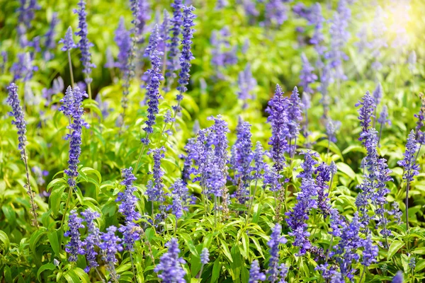 Salvia blu fiori viola — Foto Stock