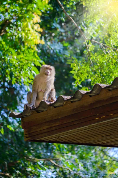 Macaco sentado no telhado — Fotografia de Stock