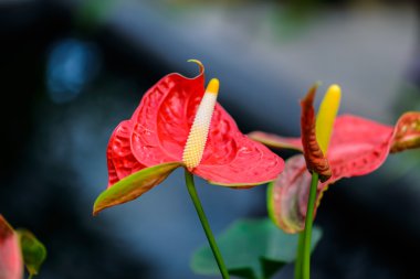 Kırmızı flamingo çiçeği