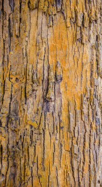 Ağaç kabuğu dokusu