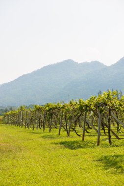 Nakhon Ratchasima il doğarken bağ