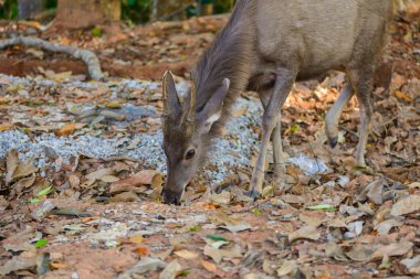 düşüş sırasında dişi geyik
