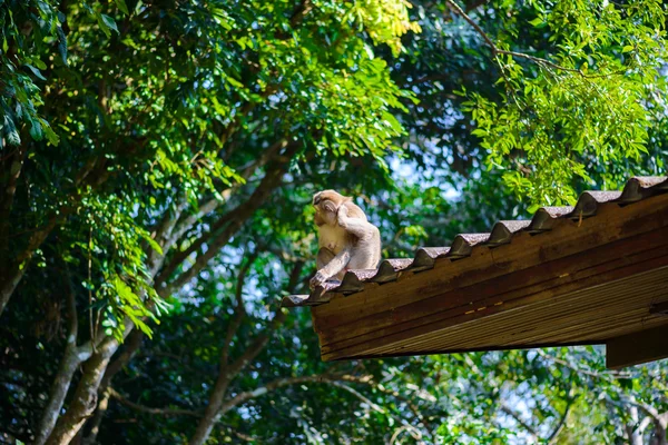 Macaco sentado zero no telhado — Fotografia de Stock