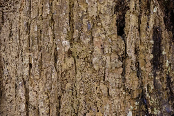 Textura de corteza de árbol — Foto de Stock