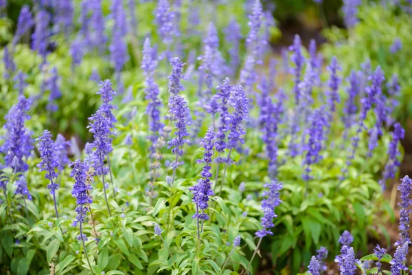 Salvia blu fiori viola — Foto Stock