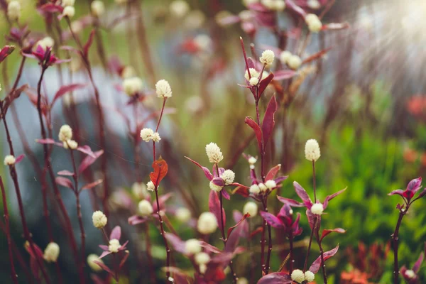 Plants of dandelions — Φωτογραφία Αρχείου