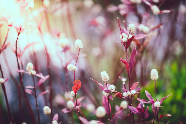 Plants of dandelions — Stock Photo, Image