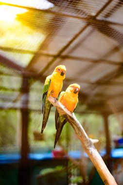 Güzel renkli papağan, güneş Conure (Aratinga solstitialis), g