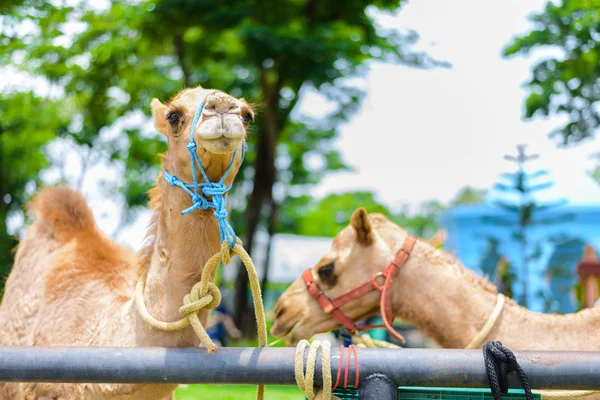 Cara sonriente de Camel — Foto de Stock