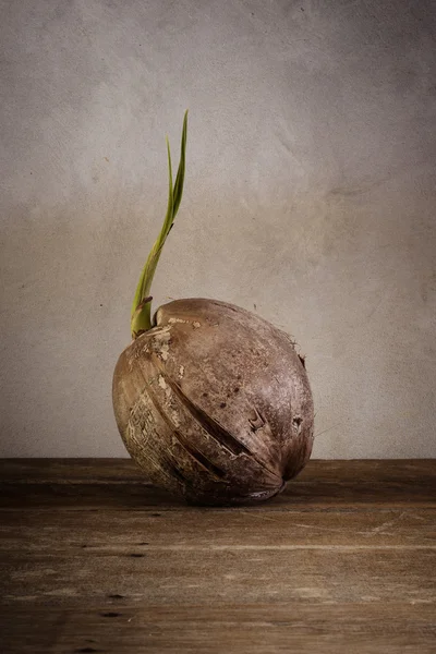 Broto de coqueiro — Fotografia de Stock