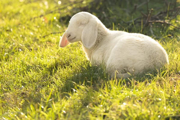 Lamb — Stock Photo, Image