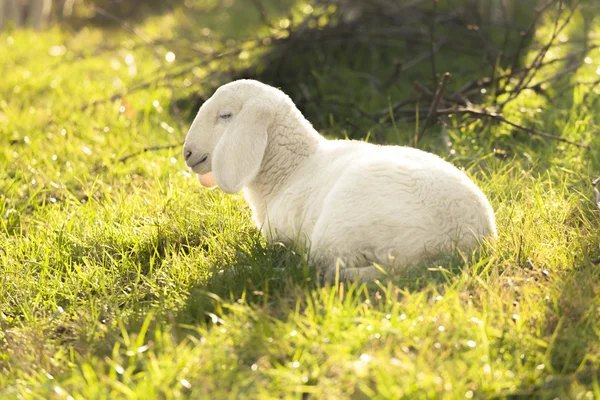 Lammkött — Stockfoto