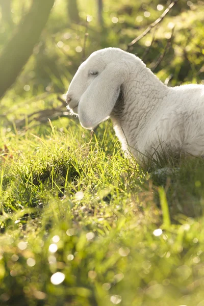 Lammkött — Stockfoto