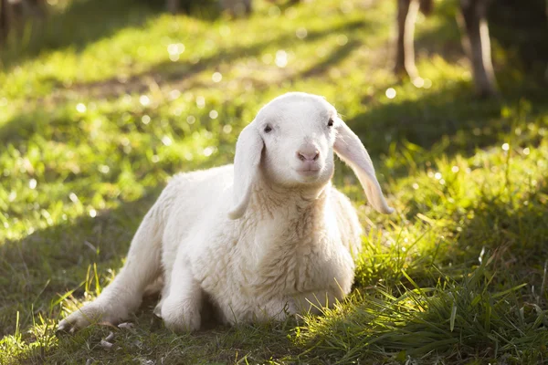 Lammkött — Stockfoto