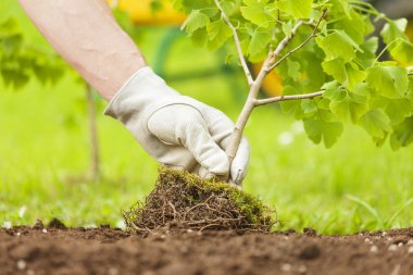 Hand Planting Small Tree with roots in a garden clipart