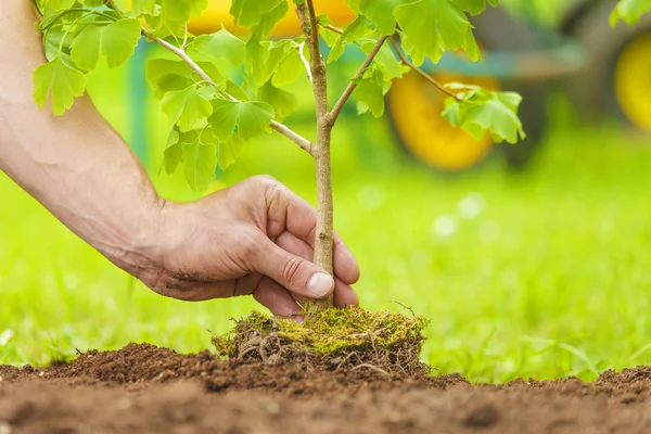 Hand Planting Small Tree with roots in a garden Stock Image