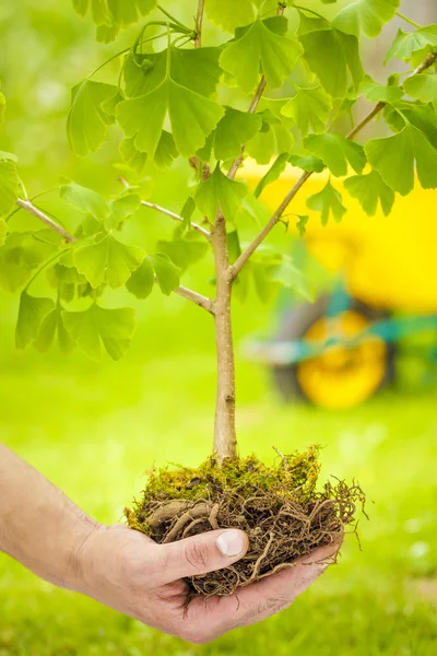 Malý strom s kořeny na zeleném pozadí — Stock fotografie