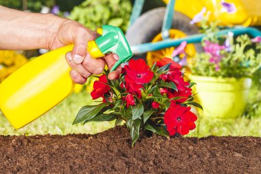 Adam el kırmızı çiçekler püskürtme