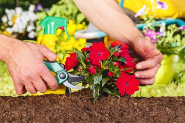 adam bir kırmızı çiçekler tesisinde makas kullanarak eller