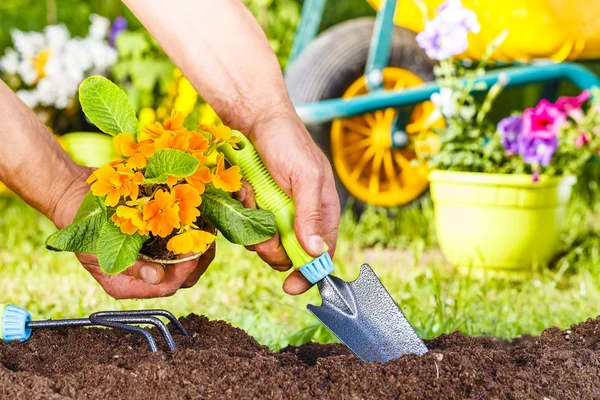 Hombre manos plantando una planta de flores amarillas — Foto de Stock