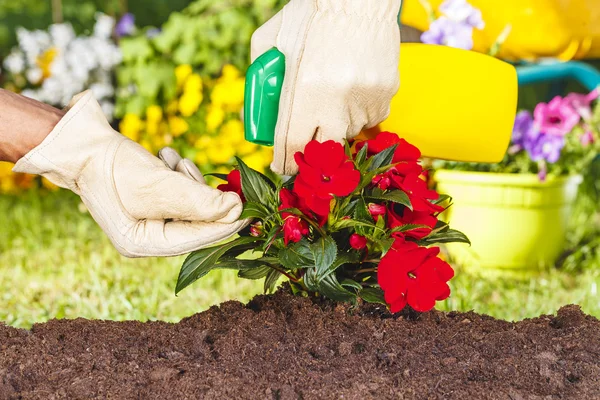 Mãos com luvas pulverizando flores vermelhas — Fotografia de Stock