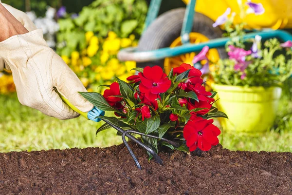 Hand mit Handschuh mit Harke auf roten Blumen — Stockfoto