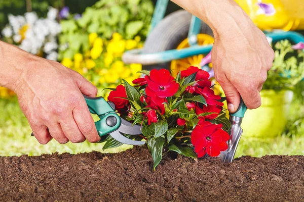 Schere und Schaufel auf einer roten Blumenpflanze — Stockfoto