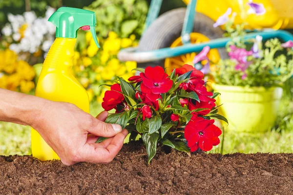 Man hand och röda blommor växt i trädgården — Stockfoto