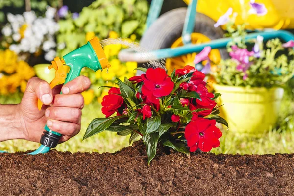 Hombre mano riego flores rojas con manguera de agua — Foto de Stock