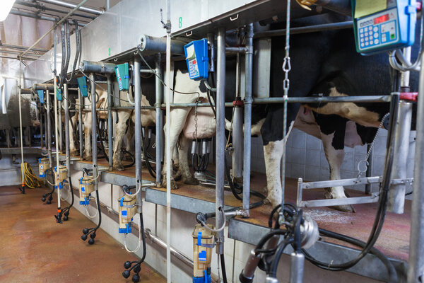 black and white cows