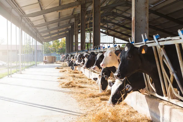 Vacas blancas y negras — Foto de Stock