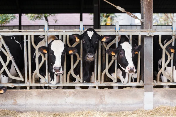 Vacas blancas y negras — Foto de Stock