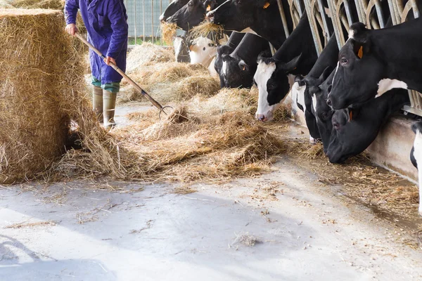 Krowy w oborze dużych jeść siano z rolnikiem i bele siana — Zdjęcie stockowe