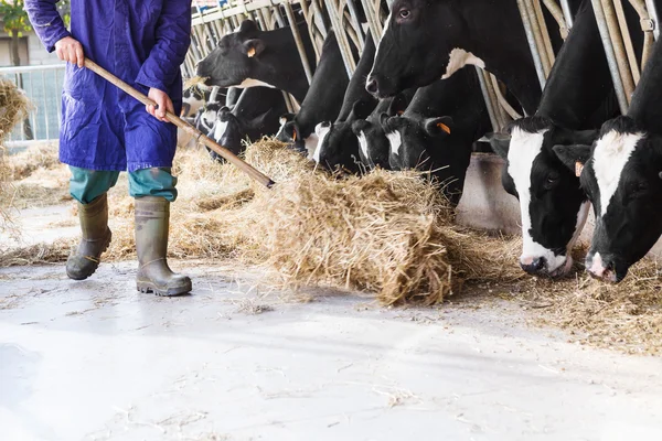 Vacas em grande estábulo comendo feno com fazendeiro e fardos de feno — Fotografia de Stock