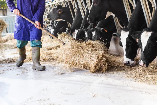 Cows in large cowshed eating hay with farmer and hay bales