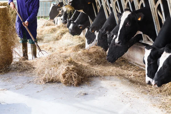 Vacas em grande estábulo comendo feno com fazendeiro e fardos de feno — Fotografia de Stock