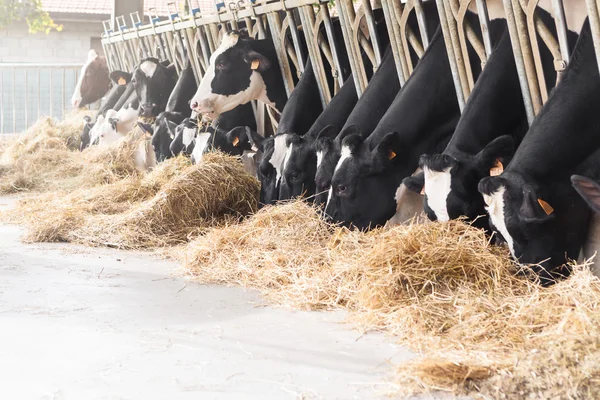 Vacas comendo feno em grande galpão . — Fotografia de Stock