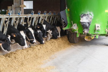 Cows in stable eating with green feed tanker clipart