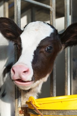 young cow in a stable clipart