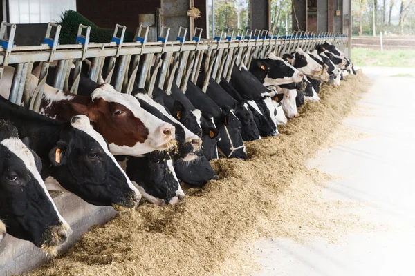 Kühe fressen Heu im großen Kuhstall. — Stockfoto