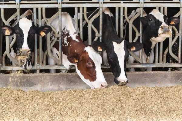 在大型的牛棚里吃干草的牛 — 图库照片