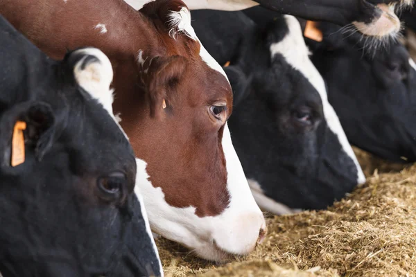 Cows eating hay in a stable — Stock Photo, Image