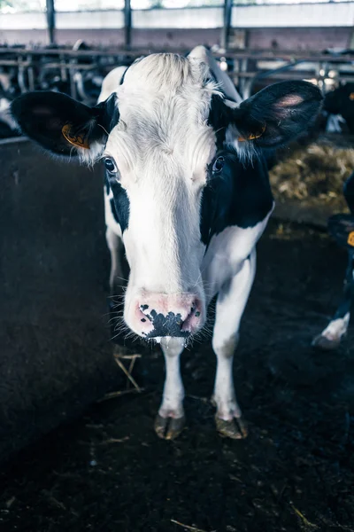 Vacas pretas e brancas — Fotografia de Stock