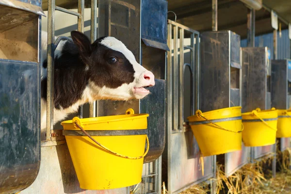 Junge Kuh im Stall — Stockfoto