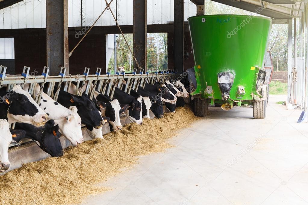 Cows in stable eating with green feed tanker