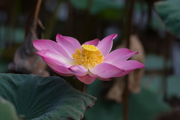 Lotusblume in Blüte. Nelumbo nucifera ist botanischer Name für Lotuspflanze — Stockfoto