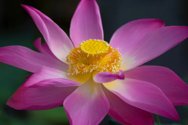 Lotus flower in bloom. Nelumbo nucifera is botanical name for lotus plant — Stock Photo, Image