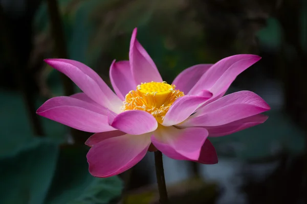 Flor de loto en flor. Nelumbo nucifera es el nombre botánico de la planta de loto —  Fotos de Stock